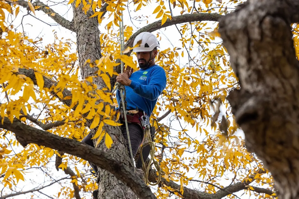 Skilled Tree Transplanting crew working in Shawano